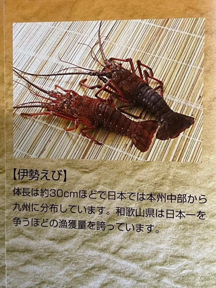日本🇯🇵限定KYOTO TAKARA 南紀之龍蝦🦞煎餅 (16 枚):圖片 3